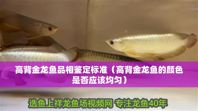 高背金龍魚品相鑒定標準（高背金龍魚的顏色是否應該均勻）