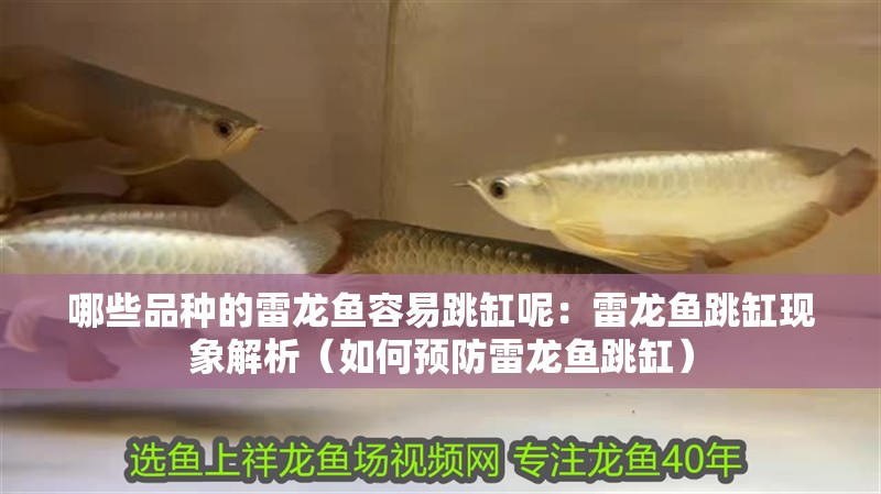 魚缸造景先放沙還是先放水(魚缸造景先鋪沙還是先放石頭) 哪些品種的雷龍魚容易跳缸呢:雷龍魚跳缸現(xiàn)象解析(如何預防雷龍魚跳缸) 水族問答 哪些品種的雷龍魚容易跳缸呢:雷龍魚跳缸現(xiàn)象解析(如何預防雷龍魚跳缸) 哪些品種的雷龍魚容易跳缸呢:雷龍魚跳缸現(xiàn)象解析(如何預防雷龍魚跳缸) 水族問答