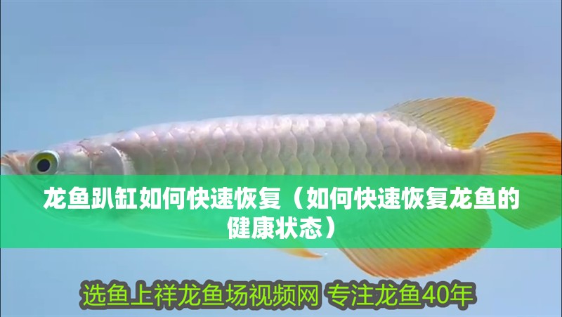 龍魚趴缸如何快速恢復(fù)（如何快速恢復(fù)龍魚的健康狀態(tài)）