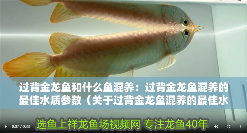 過背金龍魚和什么魚混養：過背金龍魚混養的最佳水質參數（關于過背金龍魚混養的最佳水質參數）