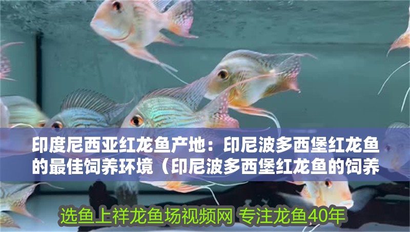 印度尼西亞紅龍魚產地：印尼波多西堡紅龍魚的最佳飼養環境（印尼波多西堡紅龍魚的飼養）