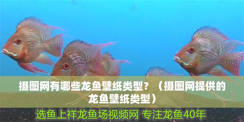 攝圖網有哪些龍魚壁紙類型？（攝圖網提供的龍魚壁紙類型）