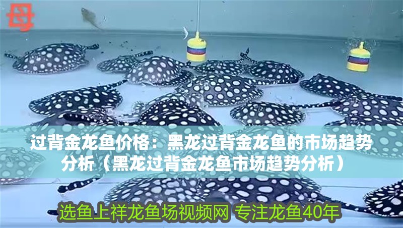 過背金龍魚價格：黑龍過背金龍魚的市場趨勢分析（黑龍過背金龍魚市場趨勢分析）