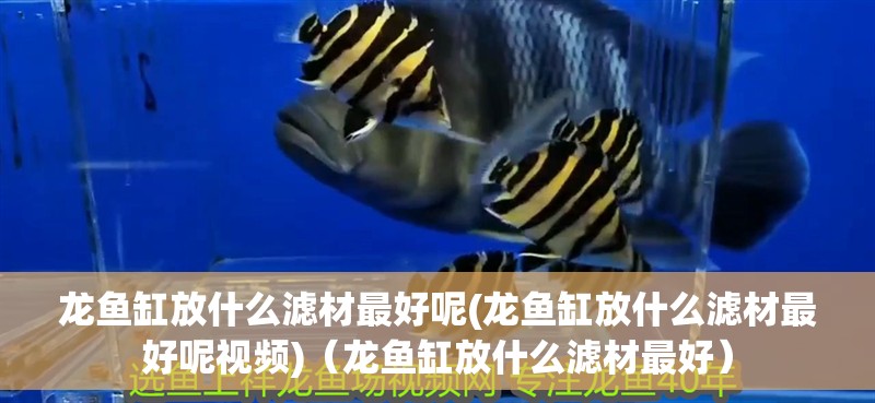 龍魚缸放什么濾材最好呢(龍魚缸放什么濾材最好呢視頻)（龍魚缸放什么濾材最好）