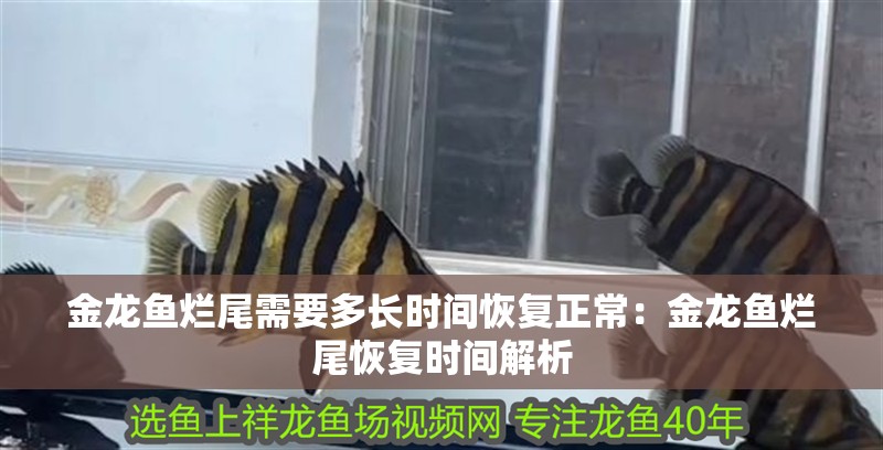 金龍魚爛尾需要多長時間恢復正常：金龍魚爛尾恢復時間解析