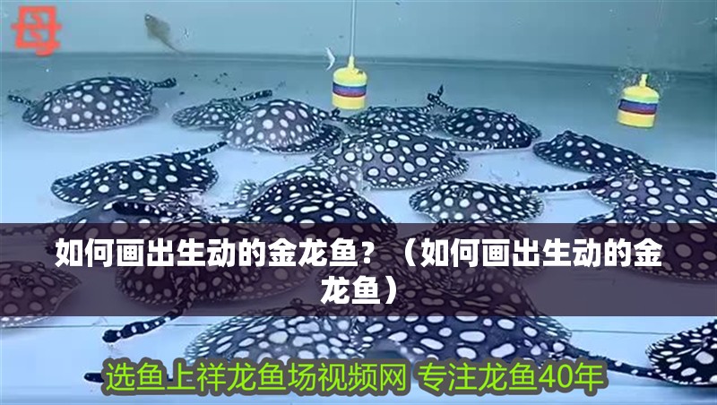 如何畫出生動(dòng)的金龍魚？（如何畫出生動(dòng)的金龍魚）