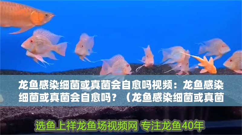 龍魚感染細菌或真菌會自愈嗎視頻：龍魚感染細菌或真菌會自愈嗎？（龍魚感染細菌或真菌后是否能夠自愈）