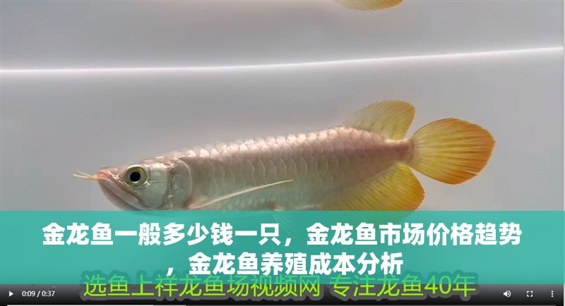 金龍魚一般多少錢一只，金龍魚市場價格趨勢，金龍魚養(yǎng)殖成本分析