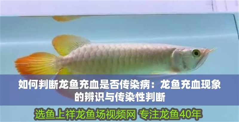 如何判斷龍魚充血是否傳染?。糊堲~充血現(xiàn)象的辨識與傳染性判斷