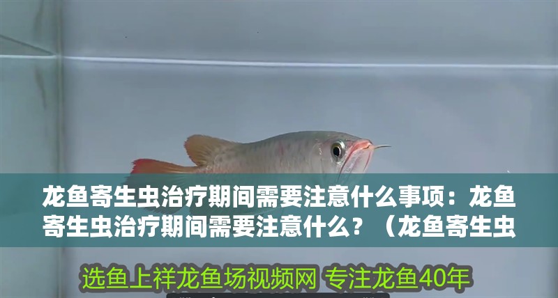 龍魚寄生蟲治療期間需要注意什么事項(xiàng)：龍魚寄生蟲治療期間需要注意什么？（龍魚寄生蟲治療期間的注意事項(xiàng)）