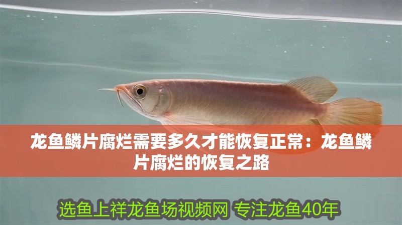 龍魚鱗片腐爛需要多久才能恢復(fù)正常：龍魚鱗片腐爛的恢復(fù)之路