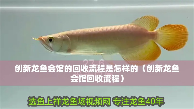 創新龍魚會館的回收流程是怎樣的（創新龍魚會館回收流程）