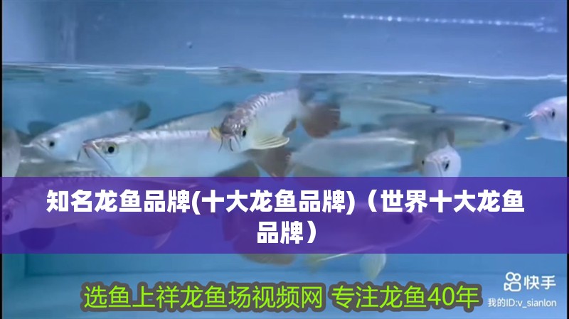 知名龍魚品牌(十大龍魚品牌)（世界十大龍魚品牌）