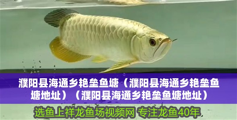 濮陽縣海通鄉(xiāng)艷壘魚塘（濮陽縣海通鄉(xiāng)艷壘魚塘地址）（濮陽縣海通鄉(xiāng)艷壘魚塘地址）