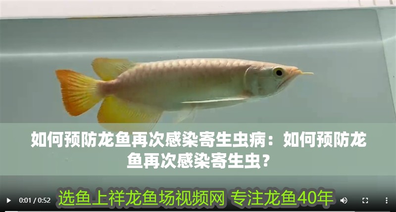 如何預防龍魚再次感染寄生蟲病：如何預防龍魚再次感染寄生蟲？
