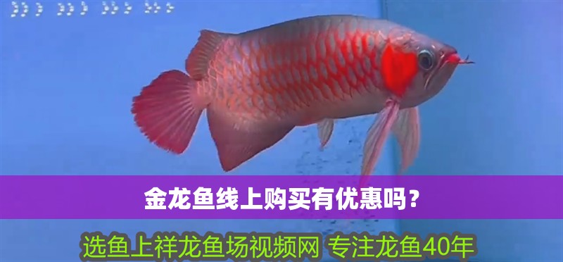 金龍魚線上購買有優惠嗎？