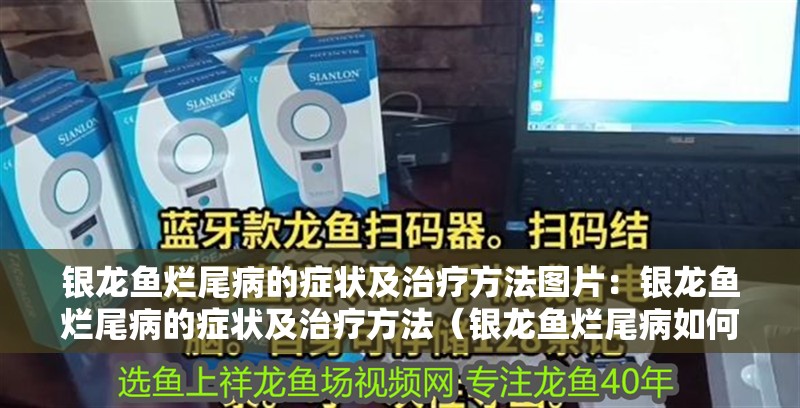 銀龍魚爛尾病的癥狀及治療方法圖片：銀龍魚爛尾病的癥狀及治療方法（銀龍魚爛尾病如何治療）