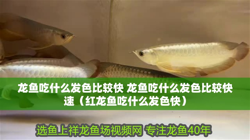 龍魚吃什么發色比較快 龍魚吃什么發色比較快速（紅龍魚吃什么發色快）
