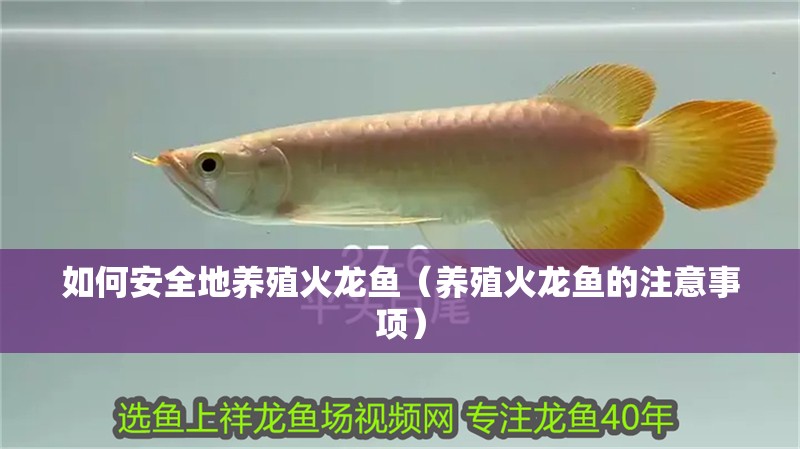 如何安全地養殖火龍魚（養殖火龍魚的注意事項）