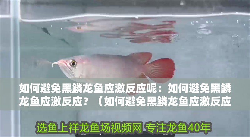 如何避免黑鱗龍魚應激反應呢：如何避免黑鱗龍魚應激反應？（如何避免黑鱗龍魚應激反應）