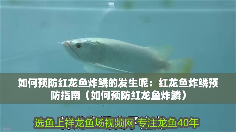 如何預(yù)防紅龍魚炸鱗的發(fā)生呢：紅龍魚炸鱗預(yù)防指南（如何預(yù)防紅龍魚炸鱗）