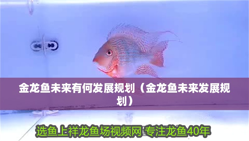 金龍魚未來有何發展規劃（金龍魚未來發展規劃）