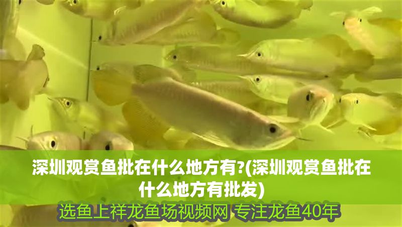 深圳觀賞魚(yú)批在什么地方有?(深圳觀賞魚(yú)批在什么地方有批發(fā))