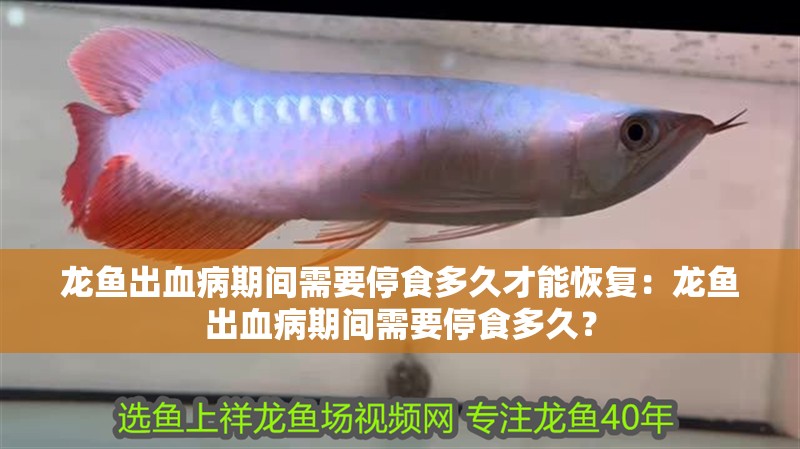 龍魚出血病期間需要停食多久才能恢復：龍魚出血病期間需要停食多久？ 龍魚出血病期間需要停食多久才能恢復：龍魚出血病期間需要停食多久？ 水族問答