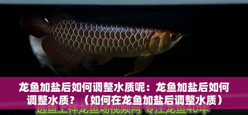 龍魚加鹽后如何調(diào)整水質(zhì)呢：龍魚加鹽后如何調(diào)整水質(zhì)？（如何在龍魚加鹽后調(diào)整水質(zhì)）