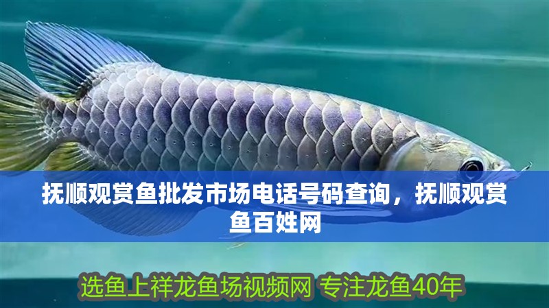 撫順觀賞魚批發市場電話號碼查詢，撫順觀賞魚百姓網
