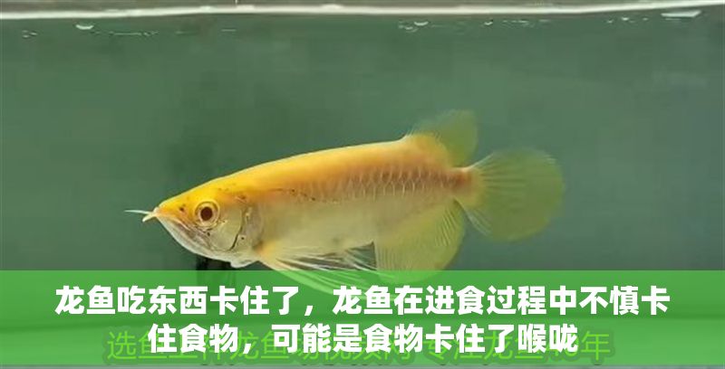 龍魚吃東西卡住了，龍魚在進食過程中不慎卡住食物，可能是食物卡住了喉嚨