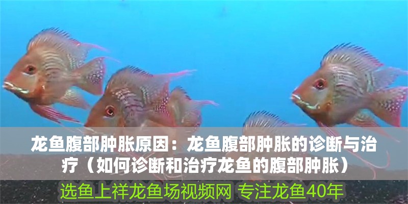 龍魚腹部腫脹原因：龍魚腹部腫脹的診斷與治療（如何診斷和治療龍魚的腹部腫脹）