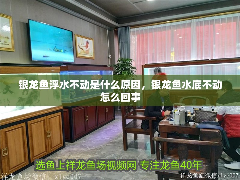 銀龍魚浮水不動是什么原因，銀龍魚水底不動怎么回事