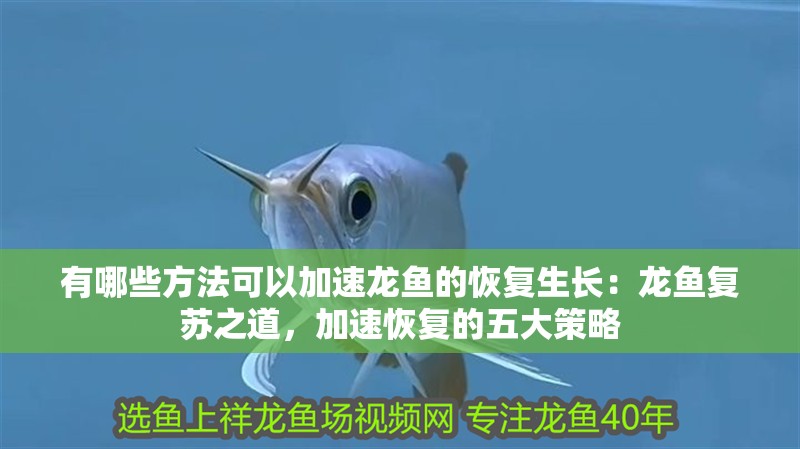 有哪些方法可以加速龍魚的恢復生長：龍魚復蘇之道，加速恢復的五大策略