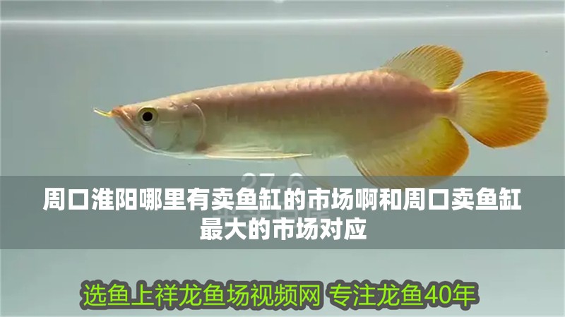 周口淮陽(yáng)哪里有賣(mài)魚(yú)缸的市場(chǎng)啊和周口賣(mài)魚(yú)缸最大的市場(chǎng)對(duì)應(yīng)