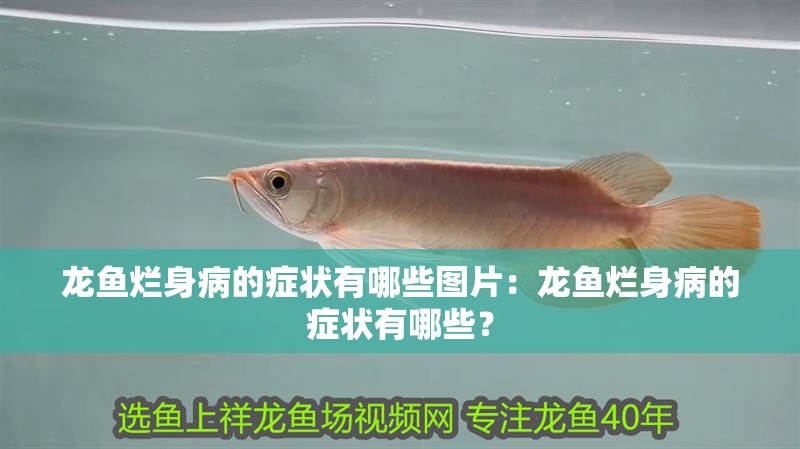 龍魚爛身病的癥狀有哪些圖片：龍魚爛身病的癥狀有哪些？
