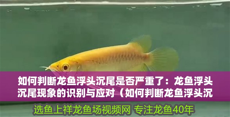 如何判斷龍魚浮頭沉尾是否嚴重了：龍魚浮頭沉尾現象的識別與應對（如何判斷龍魚浮頭沉尾）