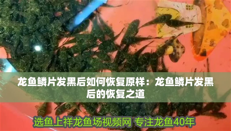 龍魚鱗片發黑后如何恢復原樣：龍魚鱗片發黑后的恢復之道
