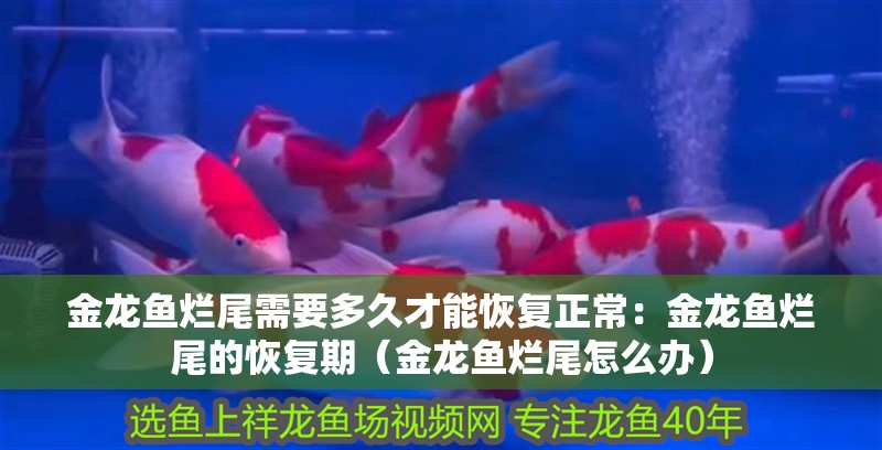金龍魚爛尾需要多久才能恢復正常：金龍魚爛尾的恢復期（金龍魚爛尾怎么辦）