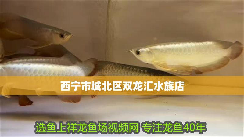 西寧市城北區雙龍匯水族店