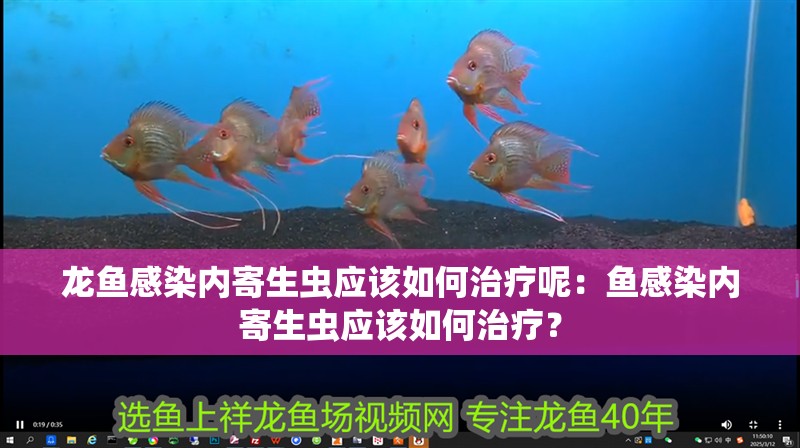 龍魚感染內(nèi)寄生蟲應(yīng)該如何治療呢：魚感染內(nèi)寄生蟲應(yīng)該如何治療？