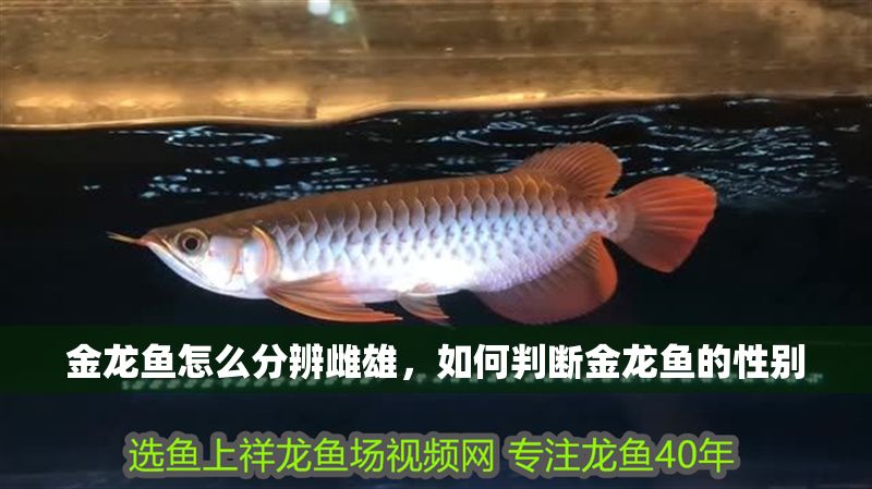 金龍魚怎么分辨雌雄，如何判斷金龍魚的性別