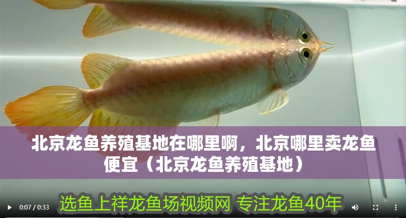 北京龍魚養殖基地在哪里啊，北京哪里賣龍魚便宜（北京龍魚養殖基地）