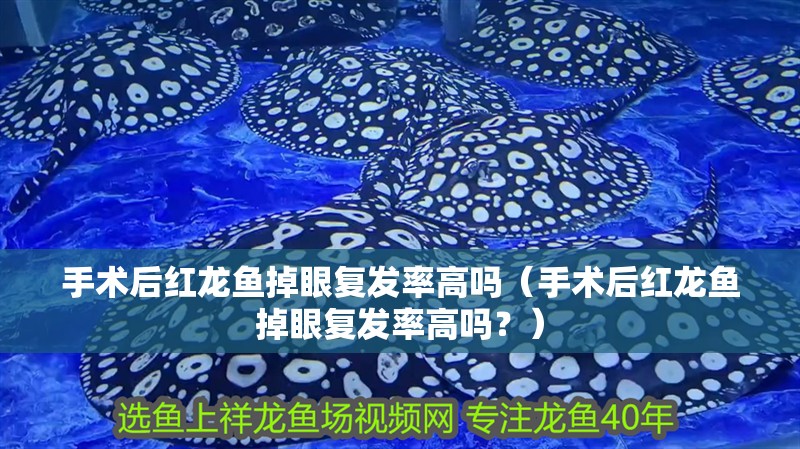 手術后紅龍魚掉眼復發率高嗎（手術后紅龍魚掉眼復發率高嗎？）