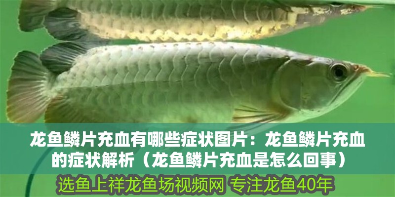 龍魚(yú)鱗片充血有哪些癥狀圖片：龍魚(yú)鱗片充血的癥狀解析（龍魚(yú)鱗片充血是怎么回事） 龍魚(yú)鱗片充血有哪些癥狀圖片：龍魚(yú)鱗片充血的癥狀解析（龍魚(yú)鱗片充血是怎么回事） 水族問(wèn)答