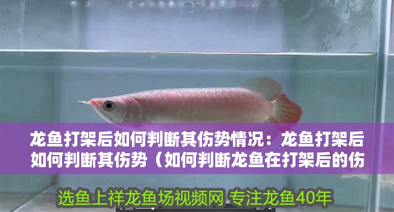 龍魚打架后如何判斷其傷勢(shì)情況：龍魚打架后如何判斷其傷勢(shì)（如何判斷龍魚在打架后的傷勢(shì)）