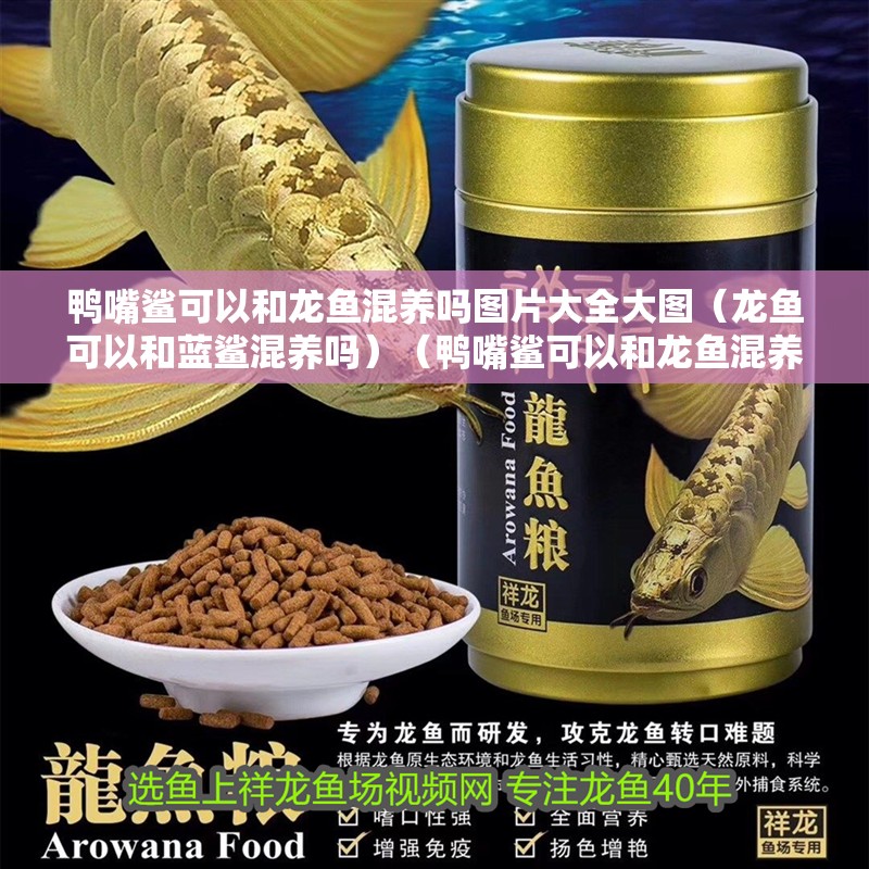 鴨嘴鯊可以和龍魚混養嗎圖片大全大圖（龍魚可以和藍鯊混養嗎）（鴨嘴鯊可以和龍魚混養嗎）