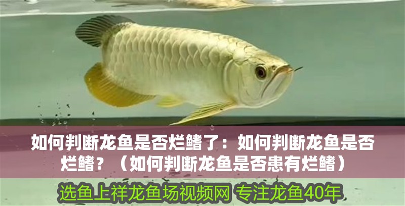 如何判斷龍魚是否爛鰭了：如何判斷龍魚是否爛鰭？（如何判斷龍魚是否患有爛鰭）