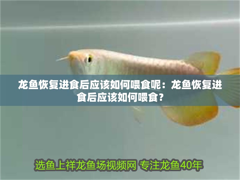 龍魚(yú)恢復(fù)進(jìn)食后應(yīng)該如何喂食呢：龍魚(yú)恢復(fù)進(jìn)食后應(yīng)該如何喂食？ 龍魚(yú)恢復(fù)進(jìn)食后應(yīng)該如何喂食呢：龍魚(yú)恢復(fù)進(jìn)食后應(yīng)該如何喂食？ 水族問(wèn)答