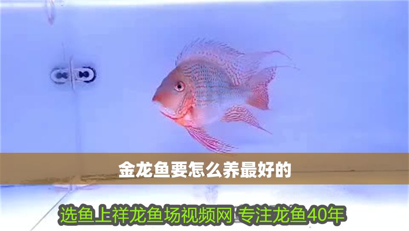 金龍魚要怎么養(yǎng)最好的